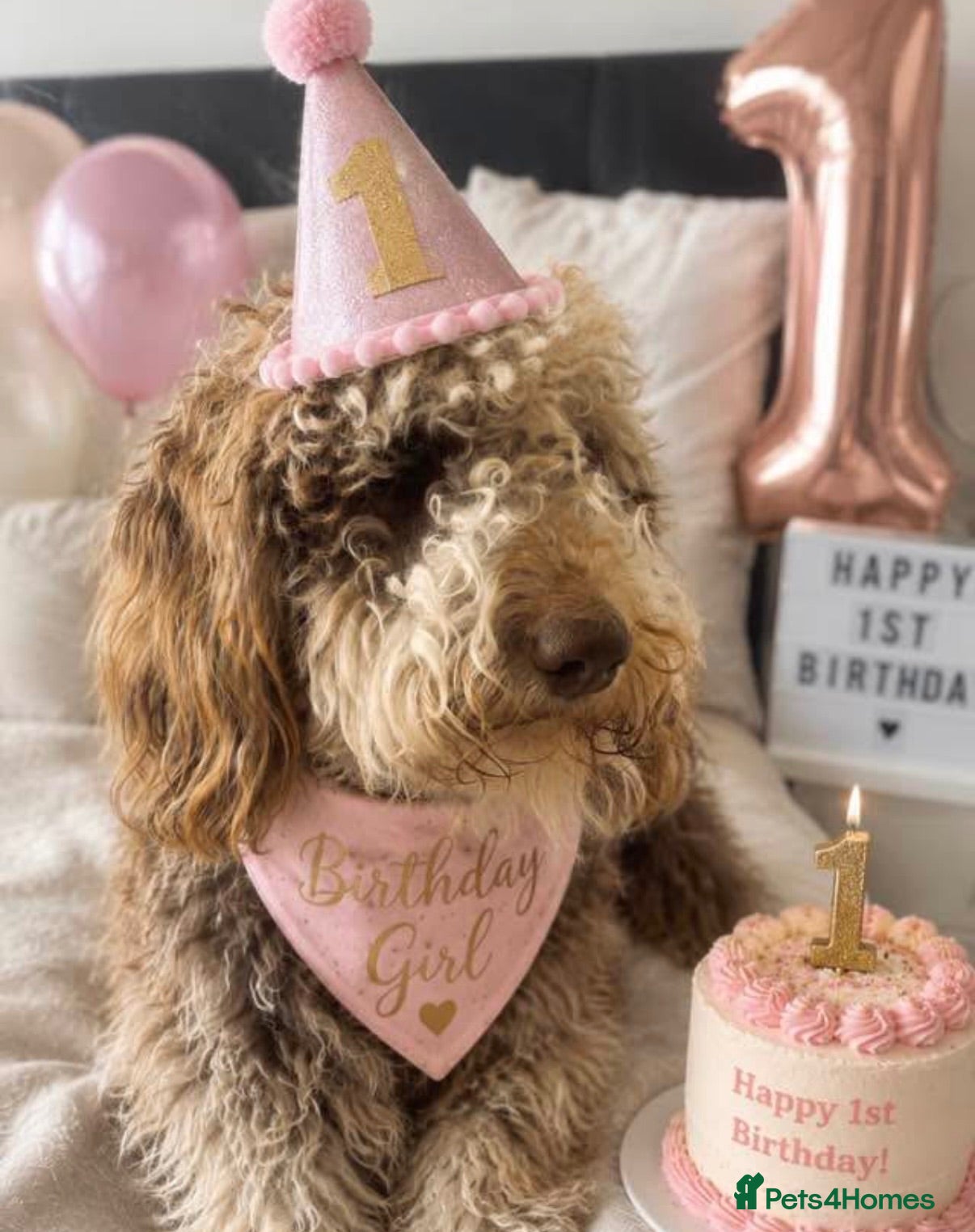 Bernedoodle dogs F1b Apricot Medium Bernedoodle  - Advert 4