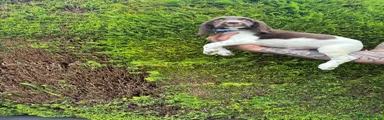 English Springer Spaniel 3
