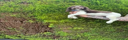 English Springer Spaniel dogs for sale: Excellent quality kc springer spaniel pups  - Advert 9