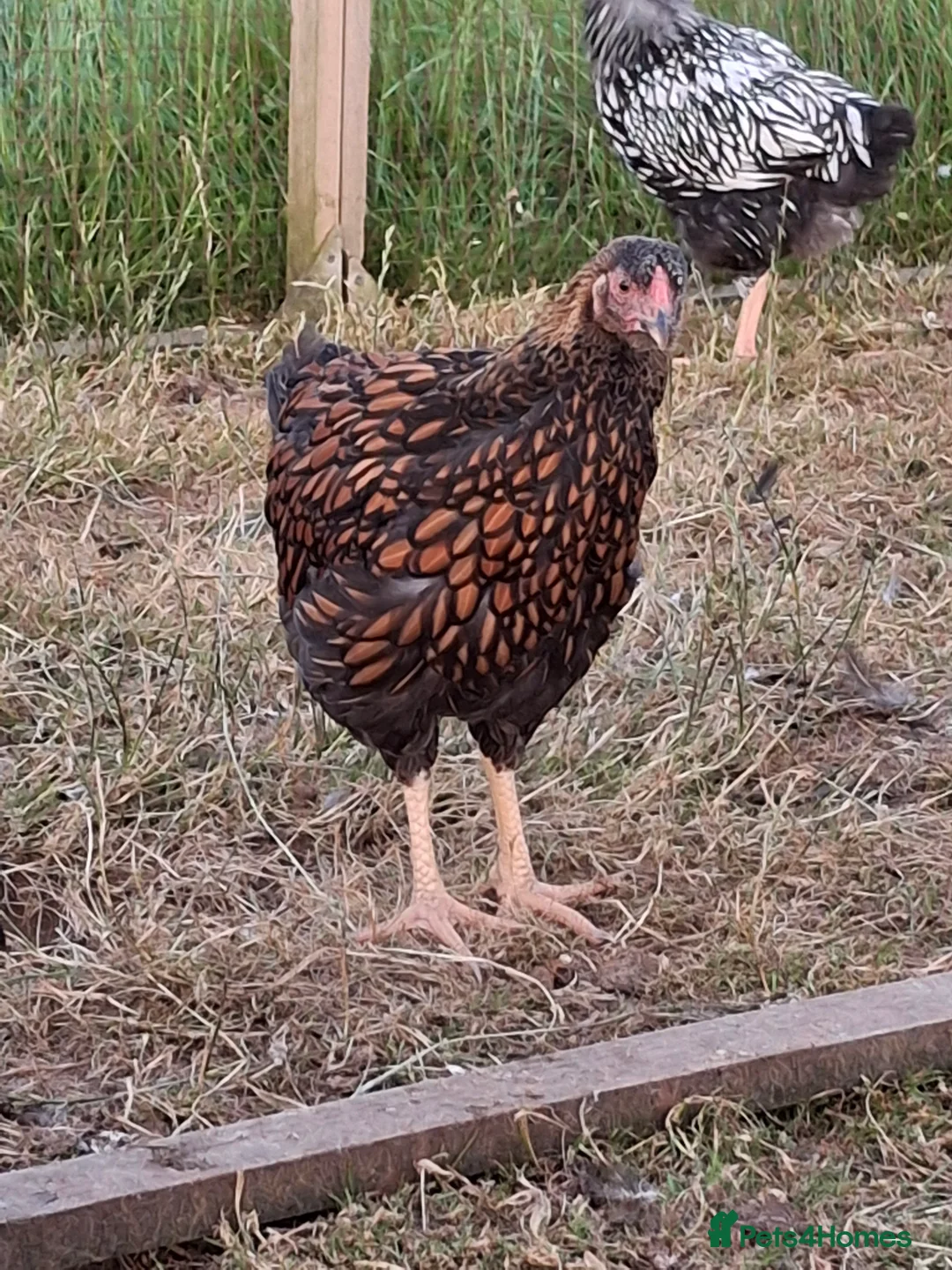 Chickens poultry for sale: LACED WYANDOTTES  - Advert 6