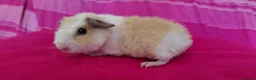 Guinea Pig rodents for sale: Teddy Guinea Pigs looking for new families - Advert 3