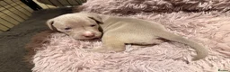 Mixed Breed dogs for sale: Beautiful Bullmaraner Puppies x 5  - Advert 22