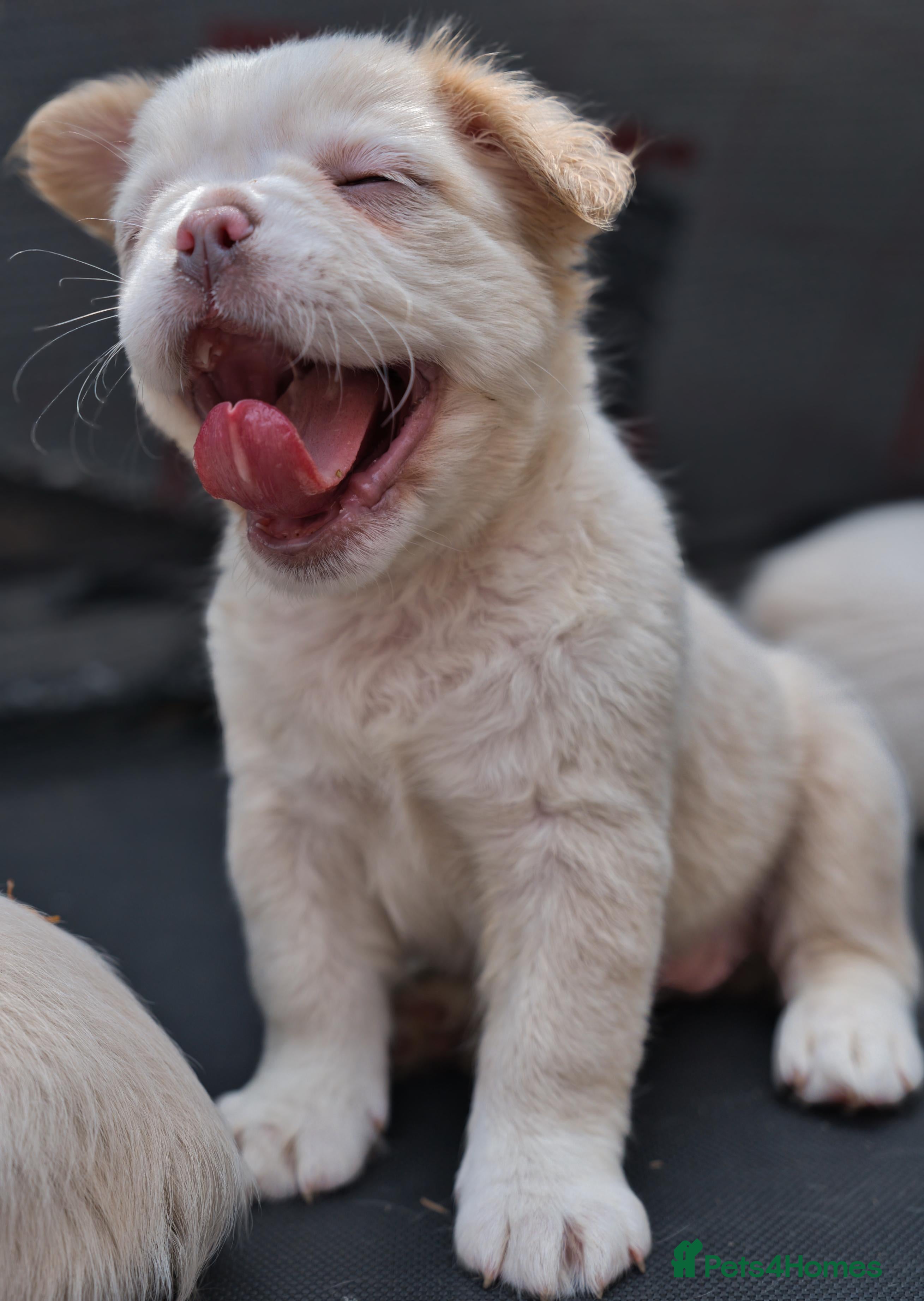 French Bulldog dogs Rare Fluffy Frenchies: KC Reg, Vet Checked. - Advert 2