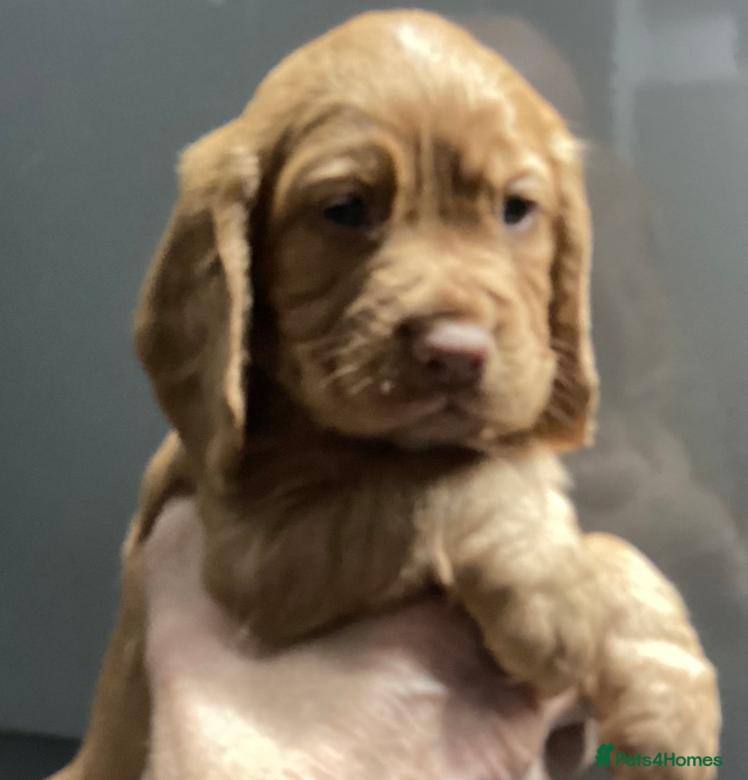 Cocker Spaniel dogs for sale: Cocker Spaniel pups, KC reg, health tested parents - Advert 12