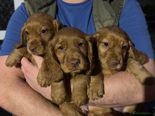 Cocker Spaniel dogs - Advert 12
