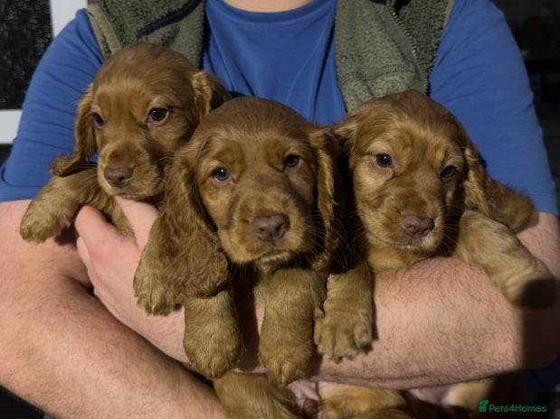 Cocker Spaniel dogs - Advert 16