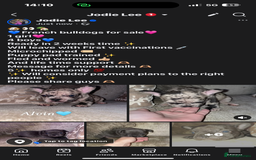 French Bulldog dogs for sale: French bulldogs for sale  - Image 1