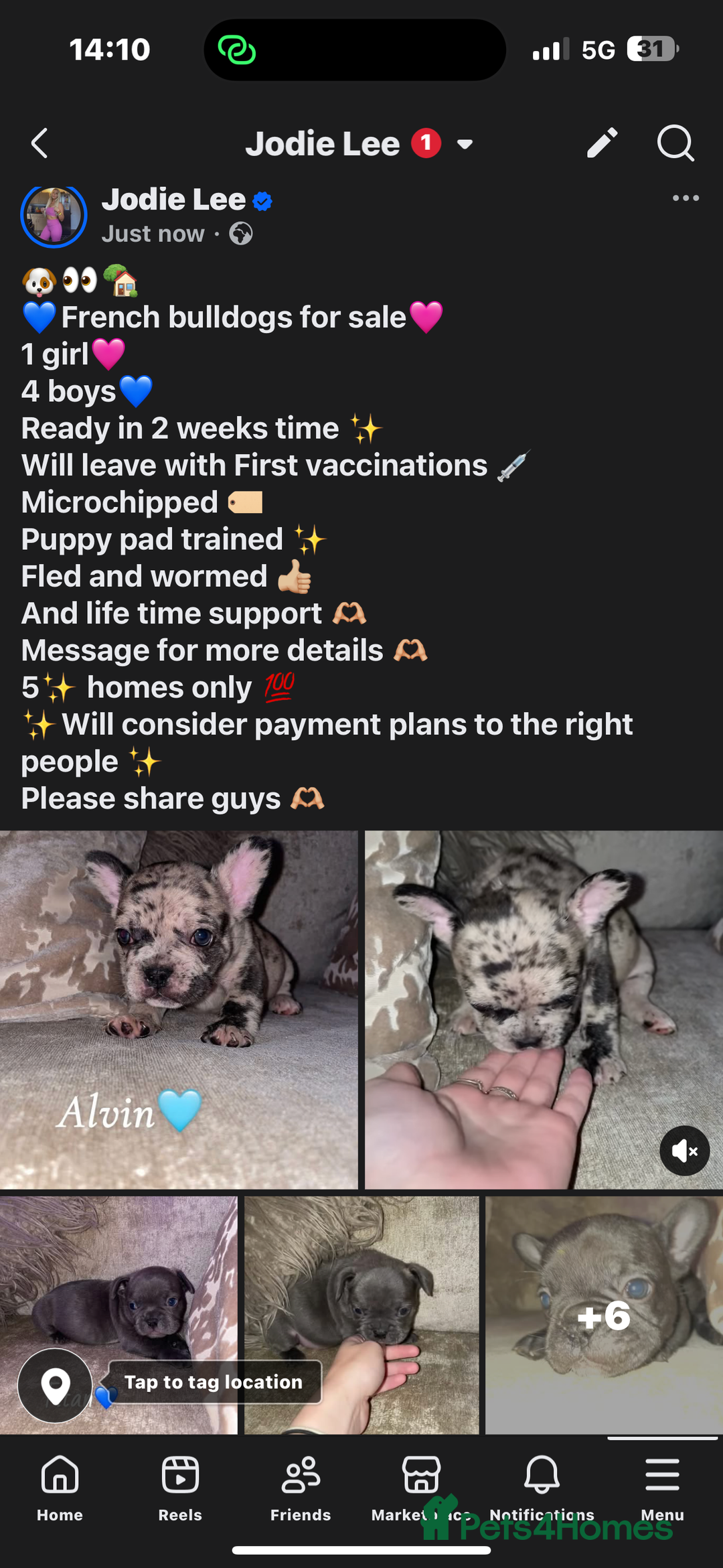 French Bulldog dogs for sale: French bulldogs for sale  - Image 1