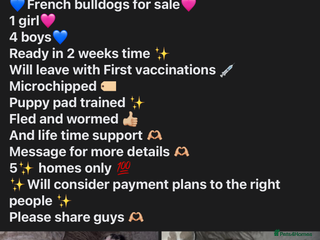 French Bulldog dogs - Advert 4