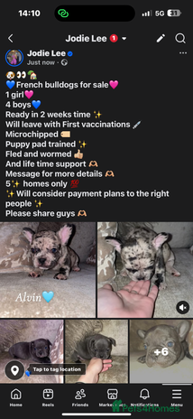 French Bulldog dogs - Advert 1