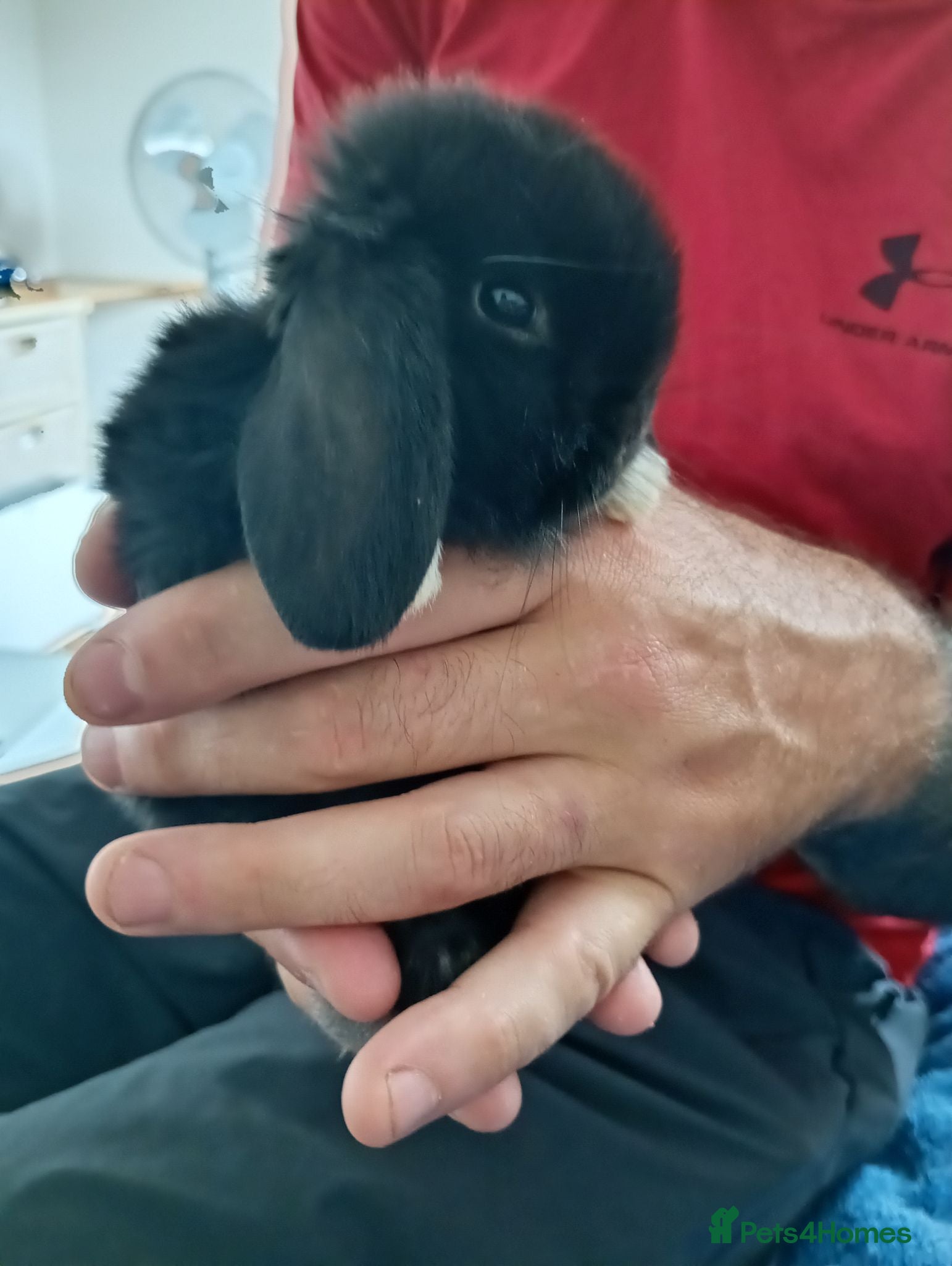 Mini Lop rabbits Gorgeous baby mini lops  - Advert 5