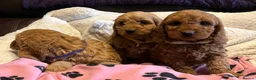 Cockapoo dogs for sale: Stunning cockapoo puppies  - Advert 13