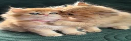 British Longhair cats for sale: CHUNKY, BEAUTIFUL BLH GOLDEN KITTENS  - Advert 24