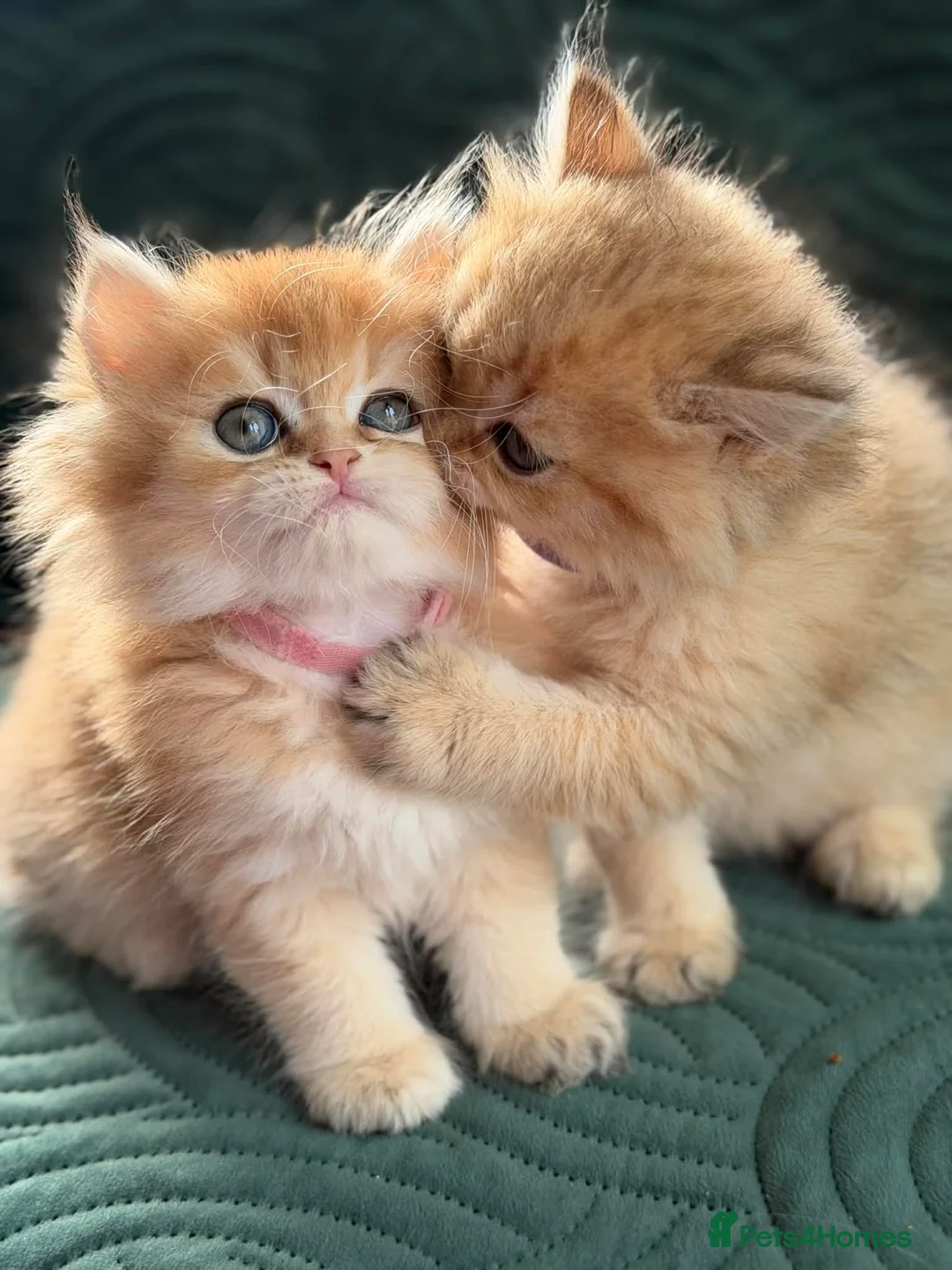 British Longhair cats for sale: CHUNKY, BEAUTIFUL BLH GOLDEN KITTENS  - Advert 24