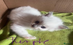 Ragdoll cats for sale: 7 stunning Ragdoll kittens for sale - Image 24
