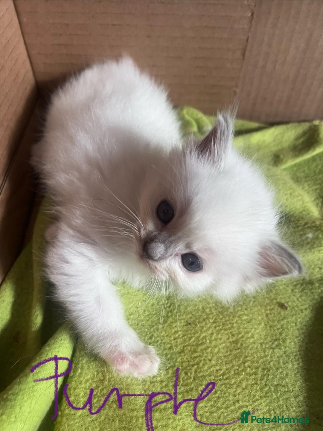 Ragdoll cats for sale: 7 stunning Ragdoll kittens for sale - Image 24