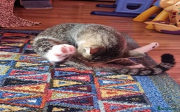 Mixed Breed cats for adoption: TOM -a friendly & proud boy- needs a Loving Home - Image 20