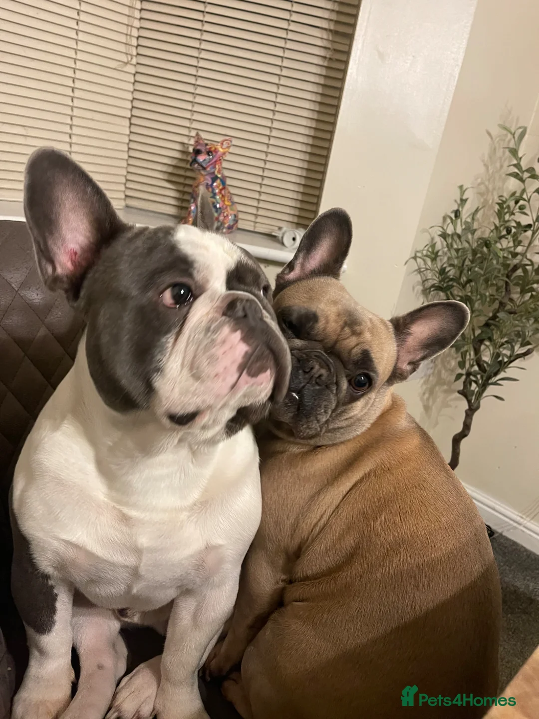 French Bulldog dogs for sale: Male French Bulldog Looking for a Loving New Home - Advert 10
