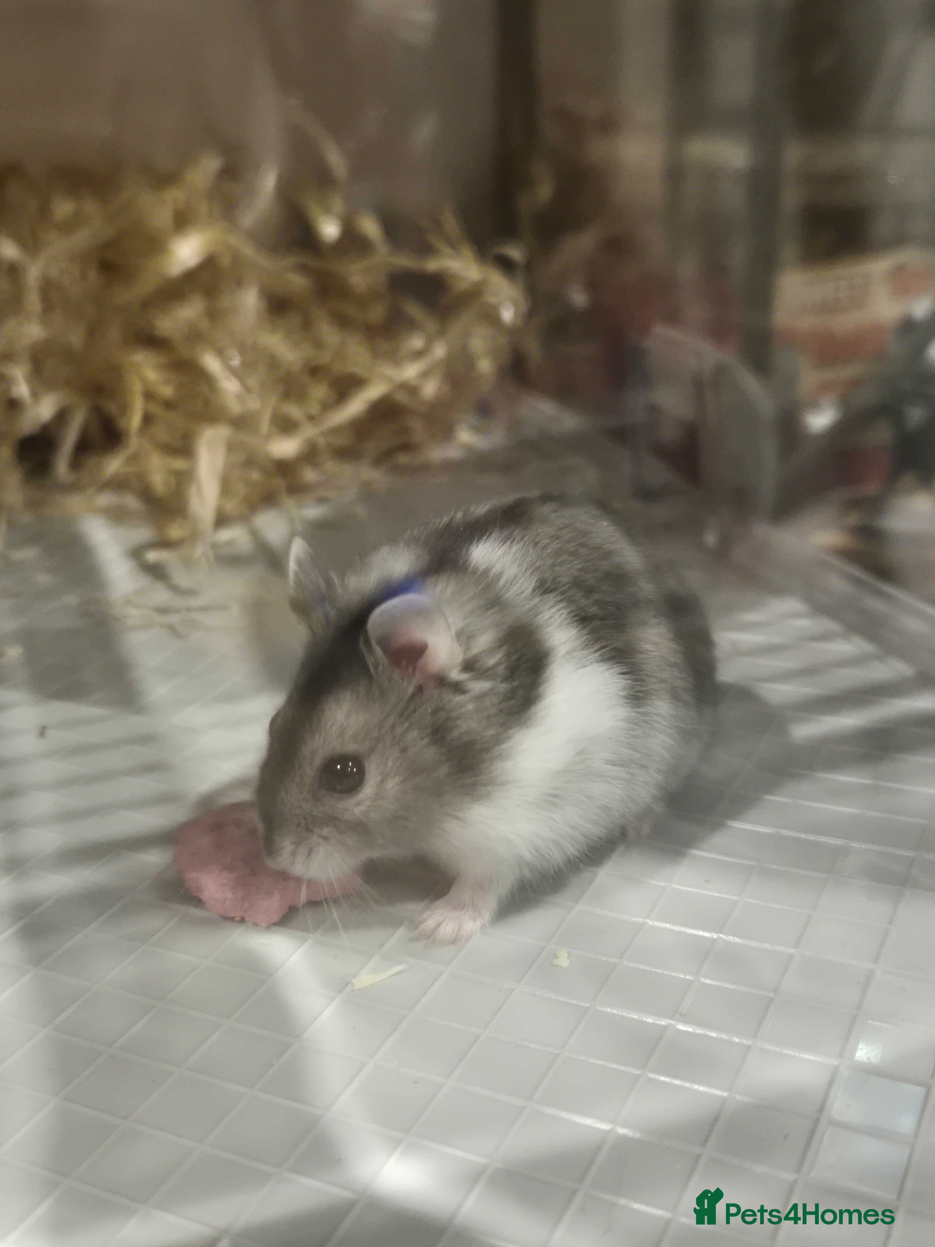 Hamster rodents Dwarf hamster  - Advert 4