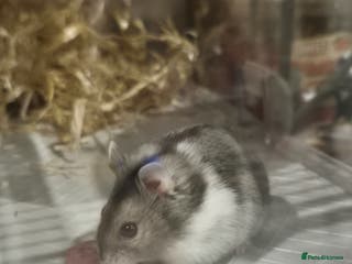 Hamster rodents Dwarf hamster - Advert 5