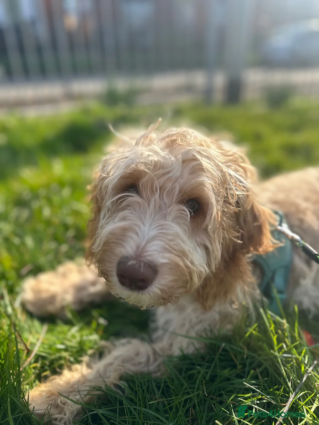 Cockapoo dogs for stud: Toby for Stud - Advert 4