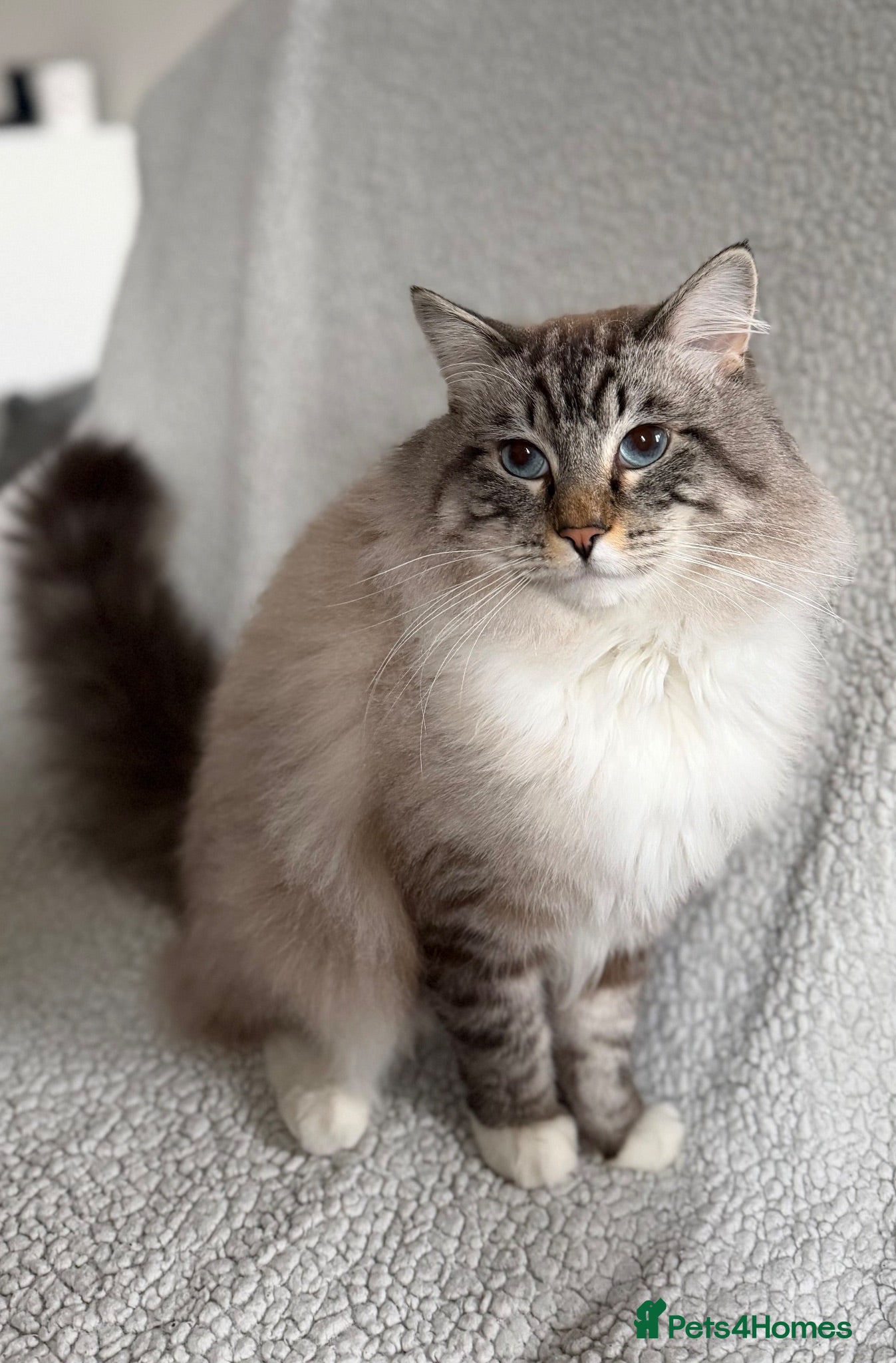 Ragdoll cats Marble - Our Big Cuddly Teddy Bear - Advert 1
