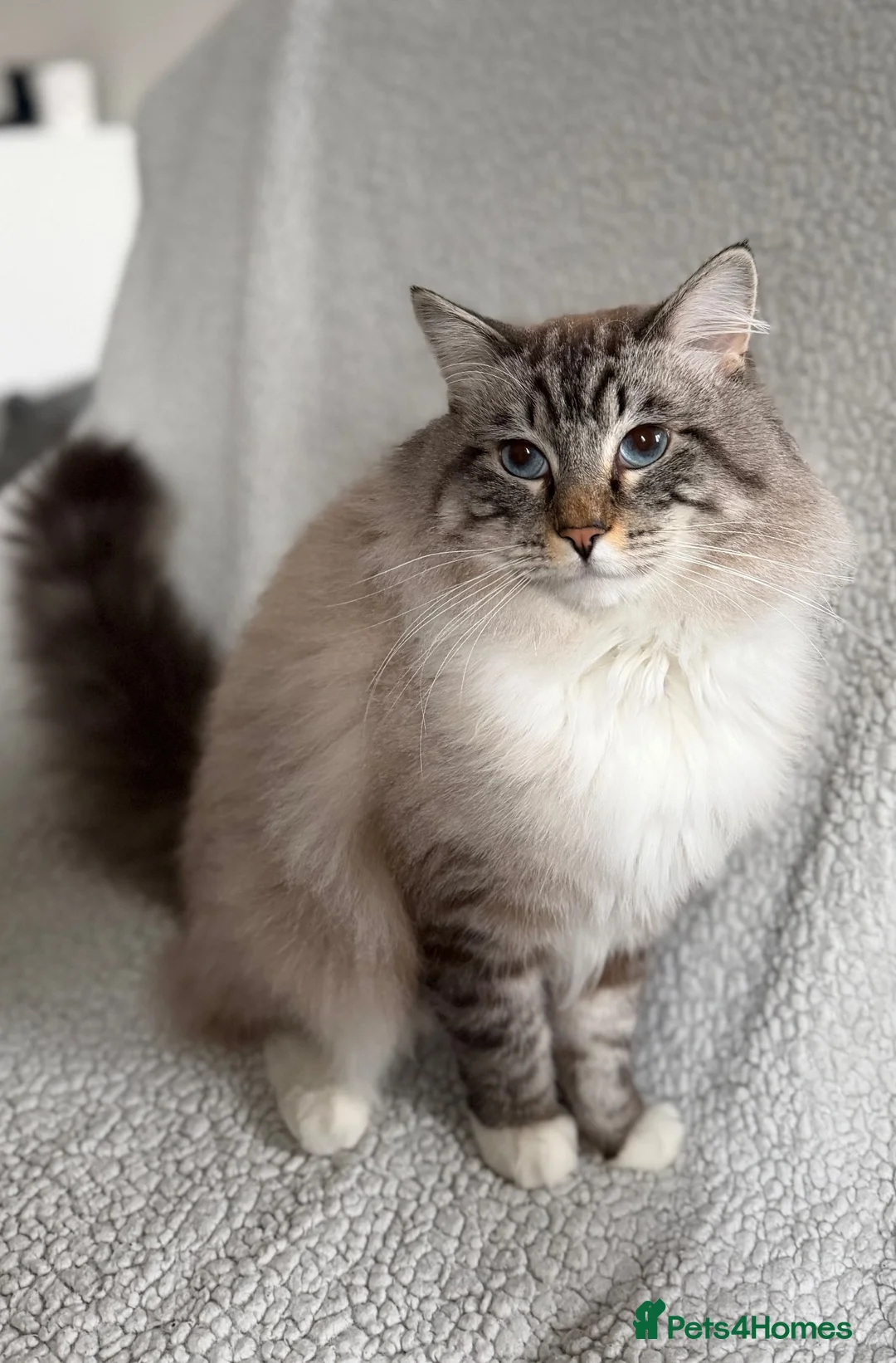 Ragdoll cats for sale: Marble - Our Big Cuddly Teddy Bear - Advert 1