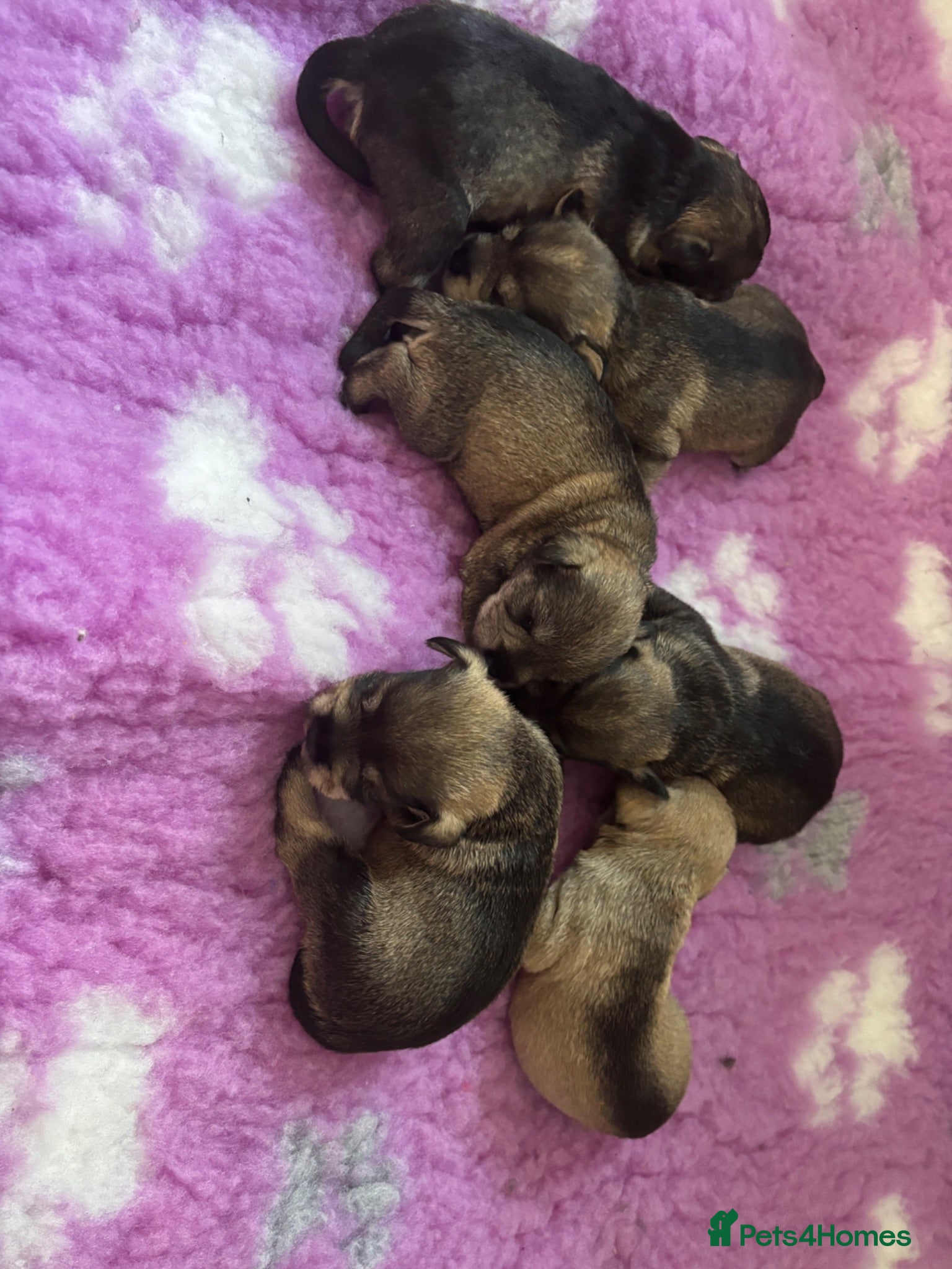 Miniature Schnauzer dogs beautiful miniature schnauzer puppies - Advert 14