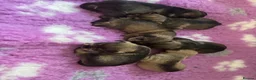 Miniature Schnauzer dogs for sale: beautiful miniature schnauzer puppies - Advert 1