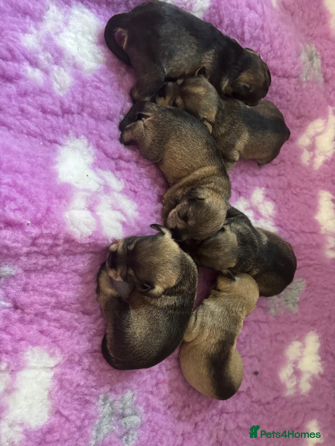 Miniature Schnauzer dogs for sale: beautiful miniature schnauzer puppies - Advert 1