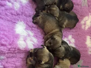 Miniature Schnauzer dogs beautiful miniature schnauzer puppies - Advert 14