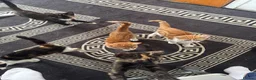 Mixed Breed cats for sale: Kittens ready to leave still available  - Advert 16