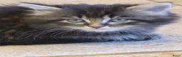 Mixed Breed cats for sale: Kittens, kittens, kittens!!!!!! - Advert 18