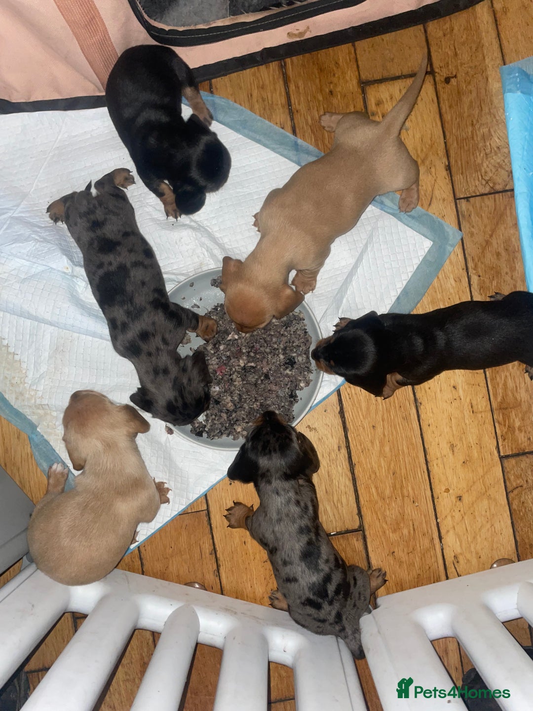 Miniature Dachshund dogs for sale: Miniature dachshund puppies - Image 17