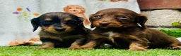 Miniature Dachshund dogs for sale: Long haired miniature dachshund girls - Advert 2