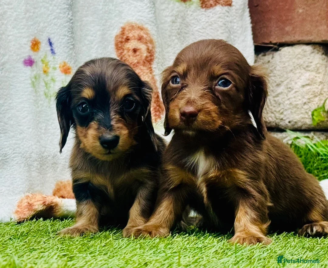 Miniature Dachshund dogs for sale: Long haired miniature dachshund girls - Advert 2