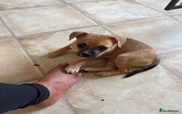 Mixed Breed dogs for sale: French bullhuahua - Image 39