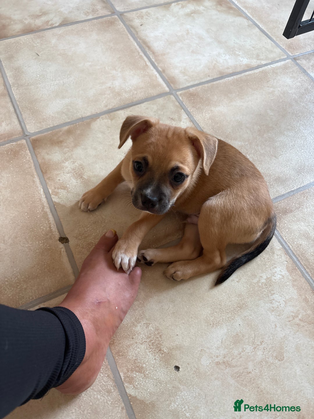 Mixed Breed dogs for sale: French bullhuahua - Image 39