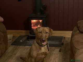 Labrador Retriever dogs Gun trained bitch fox red - Advert 14