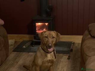 Labrador Retriever dogs Gun trained bitch fox red - Advert 18