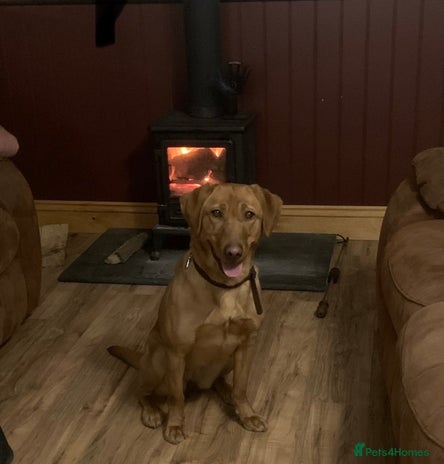 Labrador Retriever dogs - Advert 4