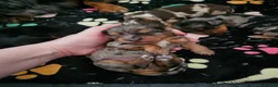Miniature Dachshund dogs for sale: 3 beautiful longhaired dapple dachshund - Advert 3