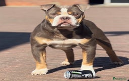 Old Tyme Bulldog dogs for stud: Exceptional 5⭐️Licensed & Registered 23 years expe in Wisbech - Image 5