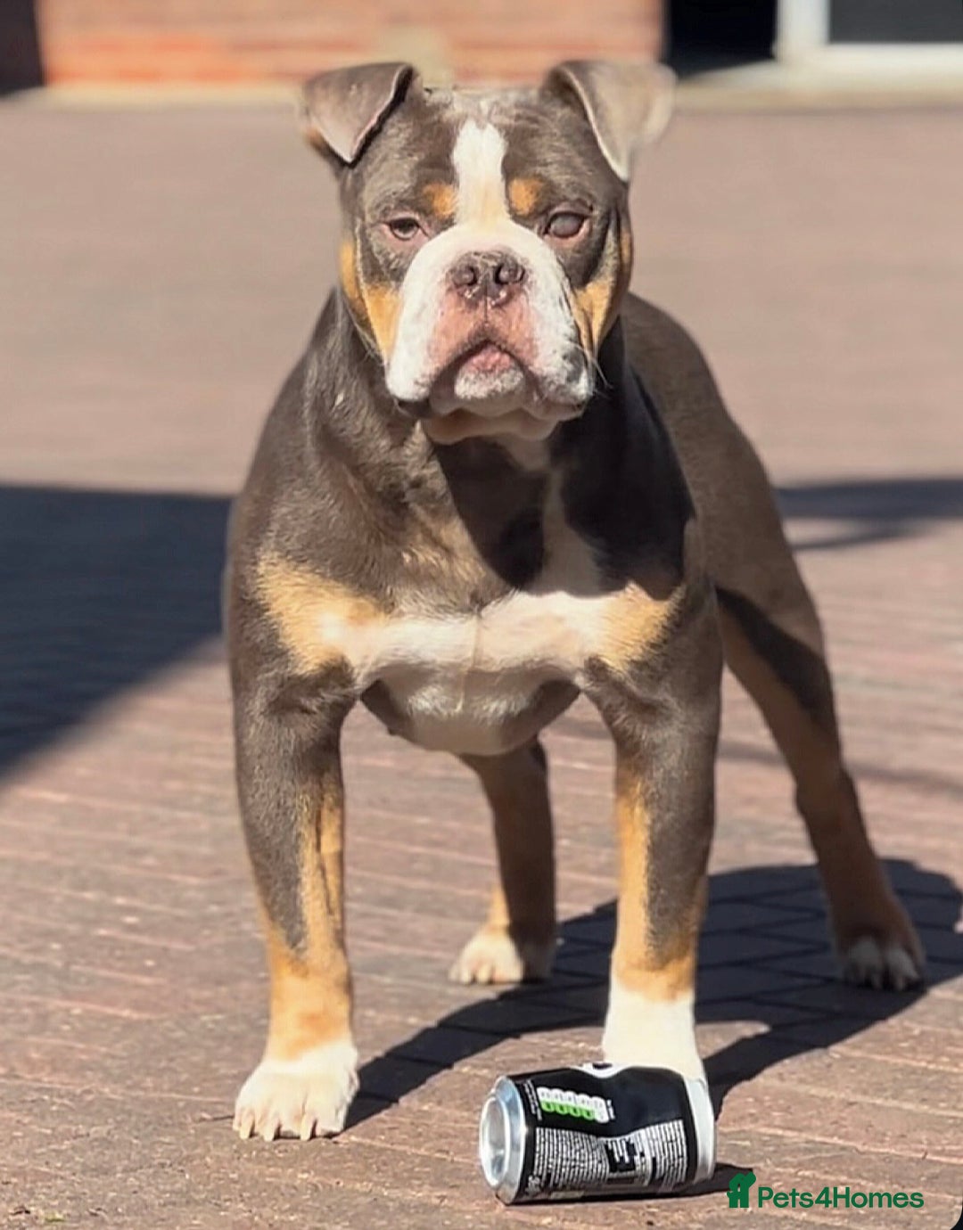 Old Tyme Bulldog dogs for stud: Exceptional 5⭐️Licensed & Registered 23 years expe in Wisbech - Image 5