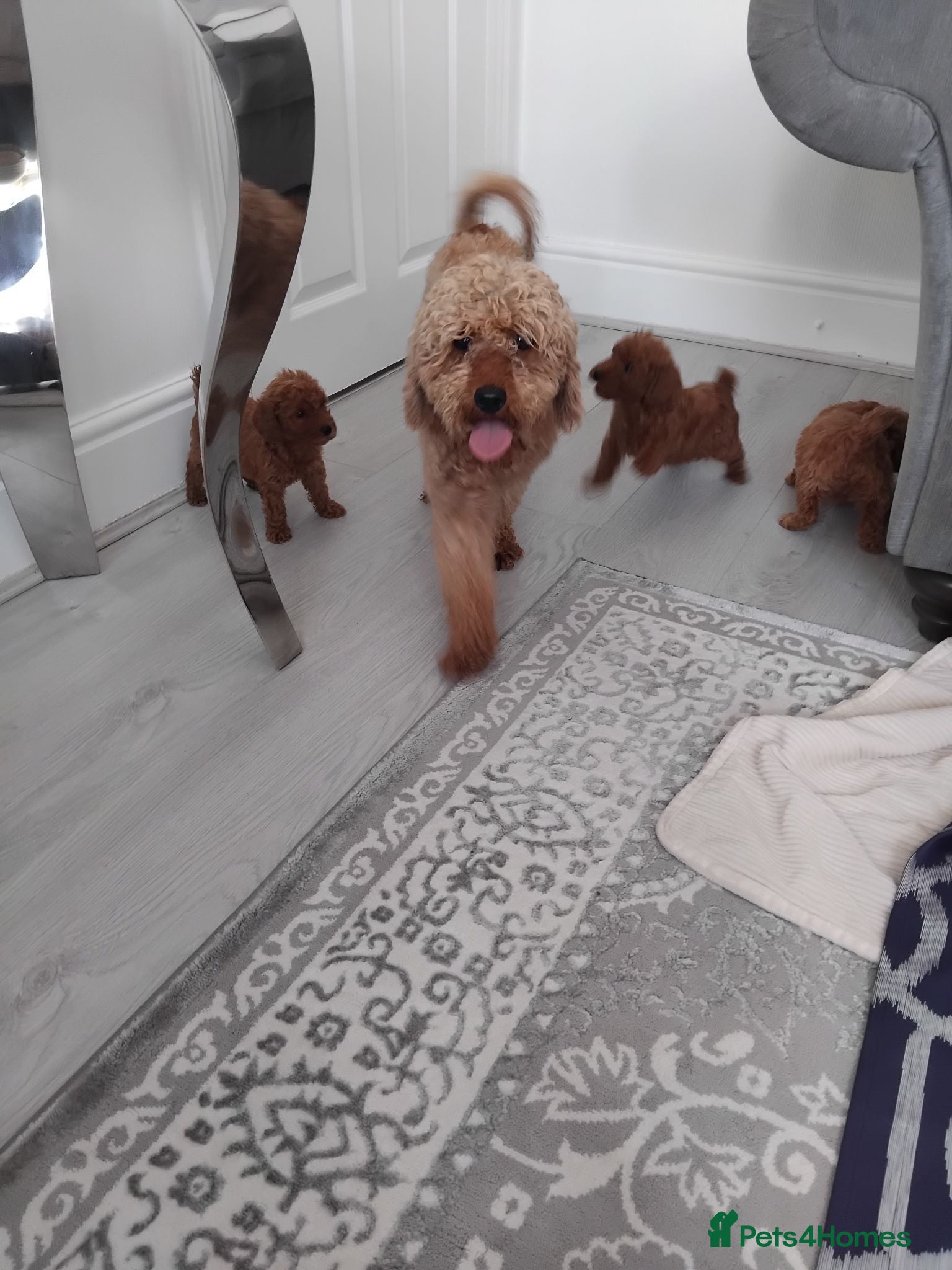 Cavapoo dogs Beautiful cavapoo puppies  - Advert 2