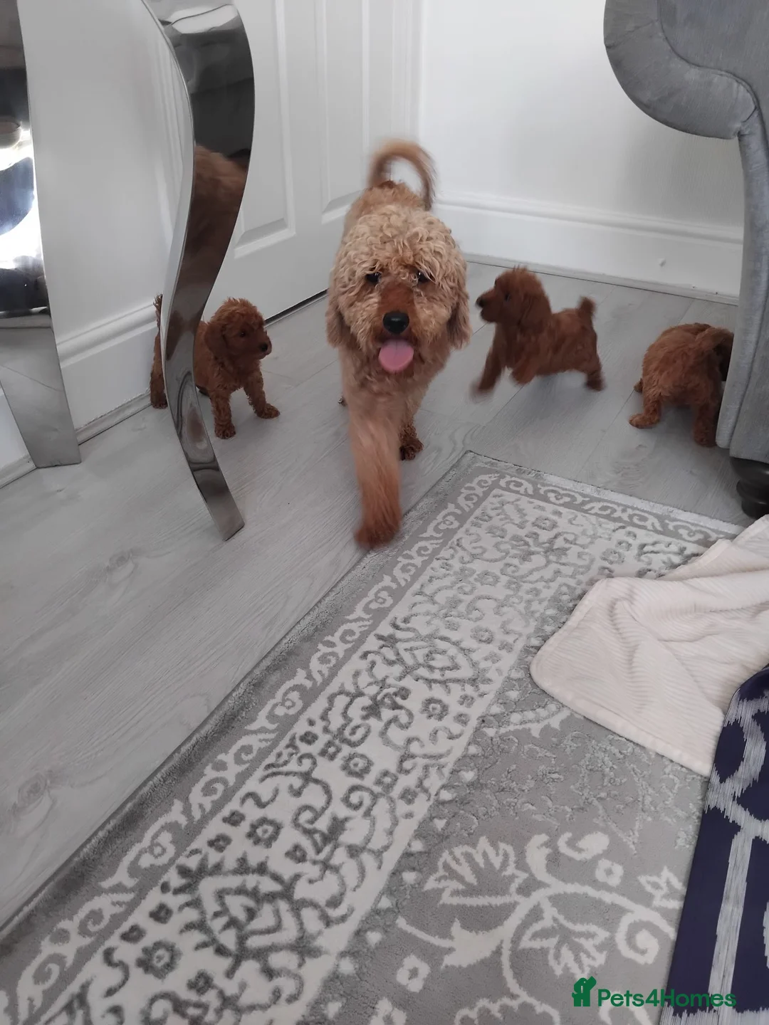 Cavapoo dogs for sale: Beautiful cavapoo puppies  - Advert 1
