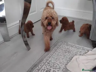 Cavapoo dogs Beautiful cavapoo puppies - Advert 6