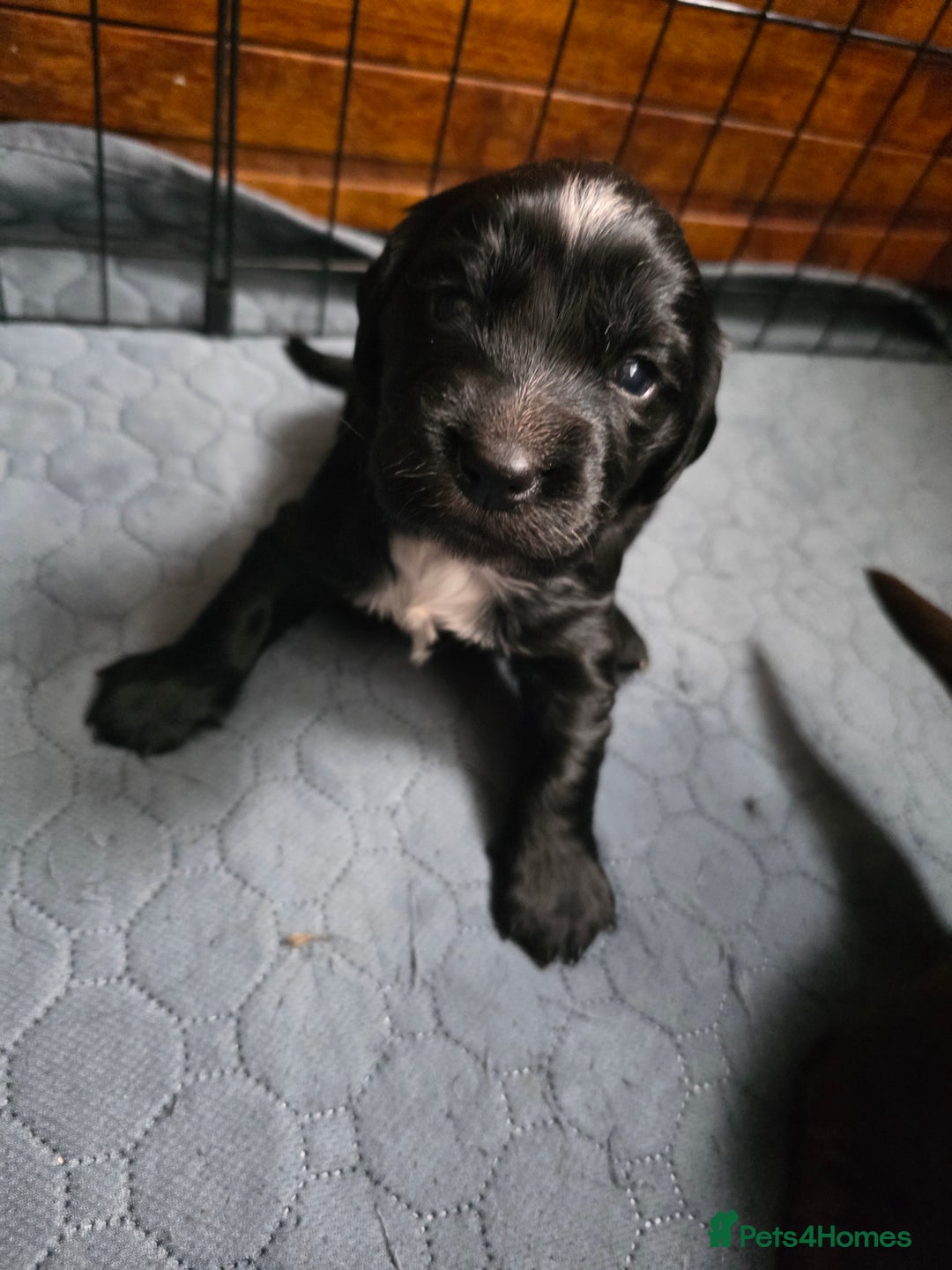 Cocker Spaniel dogs for sale: last puppy (girl) of the Working Cocker Spaniel - Advert 39