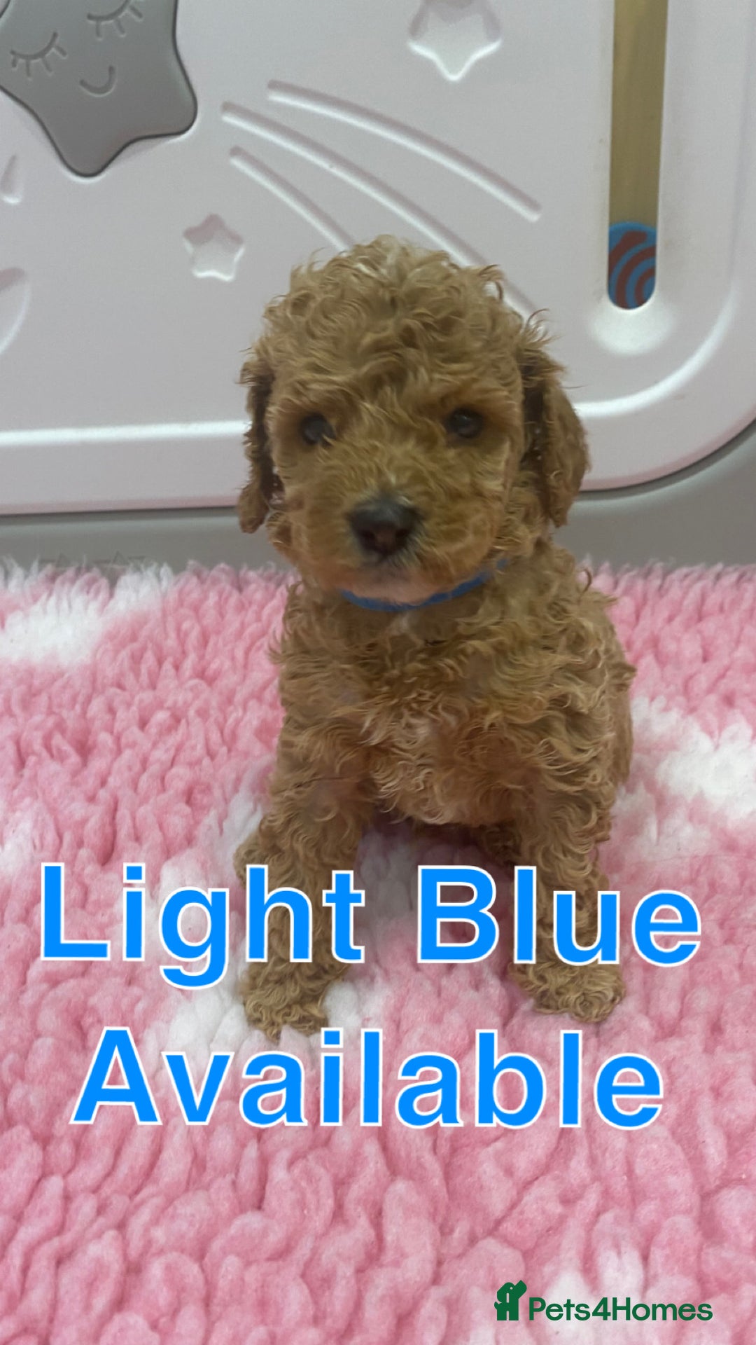 Labradoodle dogs for sale: Multi- Generation Toy/Mini parti Labradoodles   - Advert 31