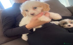 Cockapoo dogs for sale: 5 beautiful cockapoos - Image 2